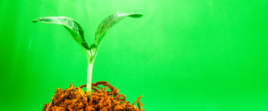 OLI NATURALI PROPRIETA' E USI