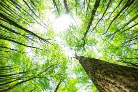 DETERSIVI E DETERGENTI ECOLOGICI: PERCHE' SCEGLIERLI