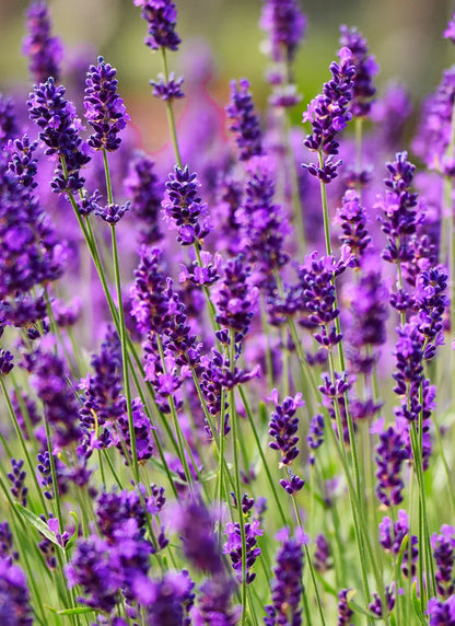 Oli Essenziali Puri Al 100% Naturali Eos Tea Tree - Menta Piperita - Lavanda