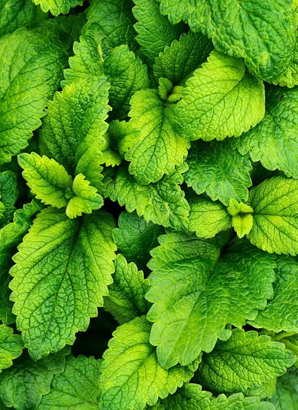 o.e. menta piperita eos 12ml