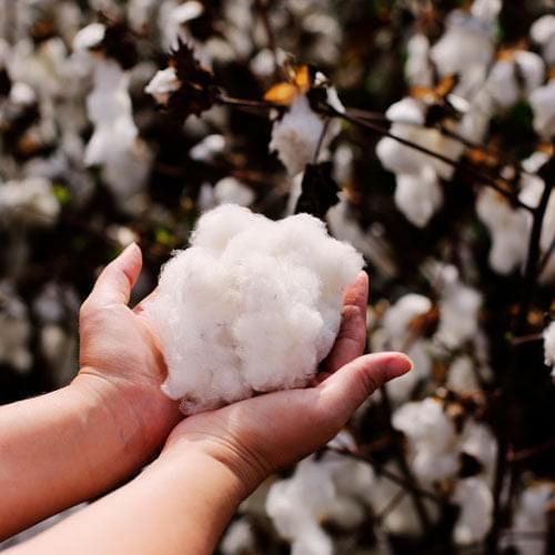 Tamponi assorbenti Interni/puro cotone Biologico- Con Applicatore